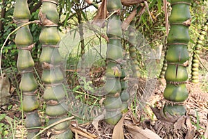 Bambusa ventricosa also called belly bamboo on farm