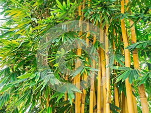 Bambusa vulgaris the asian bamboo species space for t