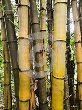 Bambusa vulgaris, common bamboo, is an open-clump type bamboo species