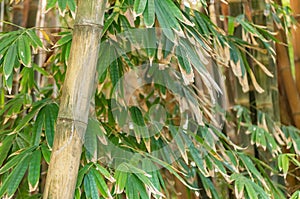 Bambusa Vulgaris Native From India