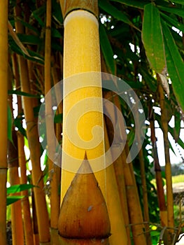 Bambusa vulgaris var. striata or yellow bamboo from tropical countries