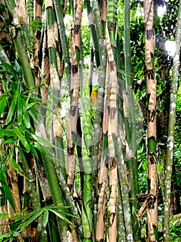 Bambusoideae Green bamboo garden