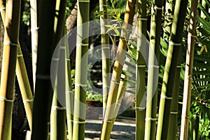 Bambusoideae Green bamboo trunks