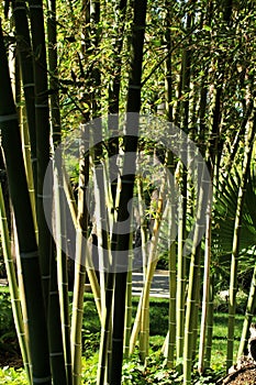 Bambusoideae Green bamboo trunks