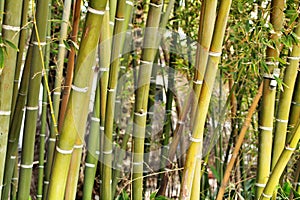 Bambusoideae Green bamboo trunks