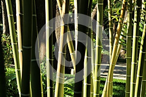 Bambusoideae Green bamboo trunks photo