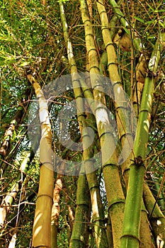 Bambusoideae Green bamboo trunks in the garden
