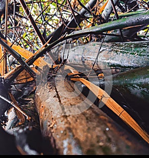 Bambusoideae plant lying on ground in Jungle