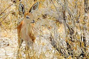 Bamby in Etosha