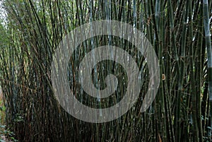 BambÃÂº - Bambuzal photo