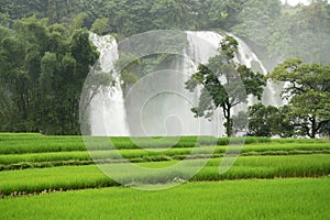 Ban Gioc Waterfall with ducks in a rice field