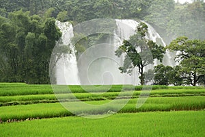 Ban Gioc Waterfall with ducks in a rice field photo