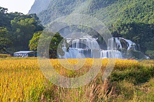 Ban Gioc waterfall with rice field in harvest time in Cao Bang, Vietnam