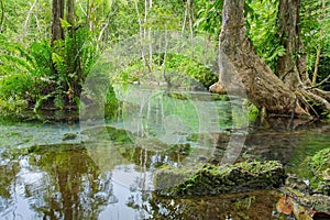 Ban Nam Rad Forested watersheds in Surat Thani, Thailand