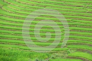 Ban Pa Bong piang Rice Terraces, Chiang Mai, North of Thailand