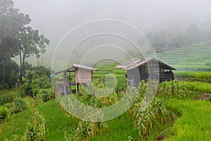 Ban Pa Bong piang Rice Terraces, Chiang Mai, North of Thailand