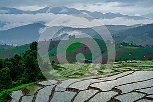 Ban Papongpieng Rice Terraces, Chiang Mai