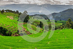 Ban Papongpieng Rice Terraces, Chiang Mai