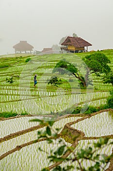 Ban Papongpieng Rice Terraces, Chiang Mai Thailand