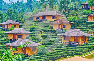 Ban Rak Thai tea village with small houses amid tea plantation, Thailand