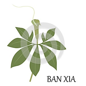 Ban xia herb
