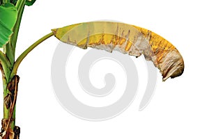 banan leaf