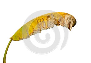 banan leaf