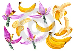 Bright vector set of bunches of banana and banana flowers.