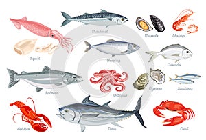 Set of seafood. Fish, mollusks and crustaceans. photo