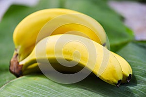 Banana on the banana leaf background in the summer fruit