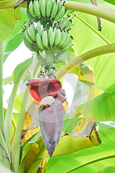 banana or banana plant, banana tree or banana blossom