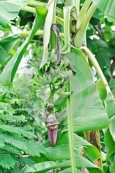 banana or banana plant, banana tree or Banana blossom or banana seed ,Cavendish Banana or ,Musa Sapientum