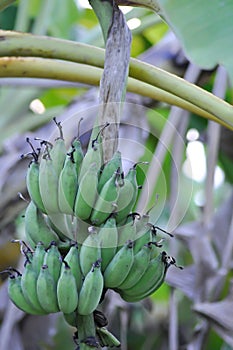 Banana ,banana seed or Cultivated banana or banana plant or Musa sapientum Linn