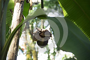 Banana blooms in a botanical garden