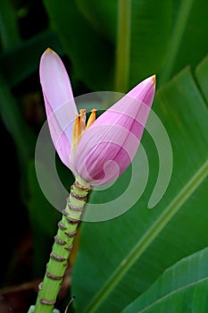 Banana blossom