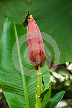 Banana blossom