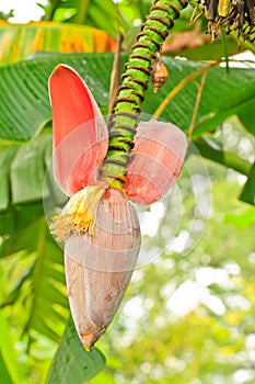 Banana blossom