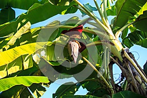 Banana blossom