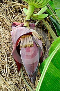 Banana blossom