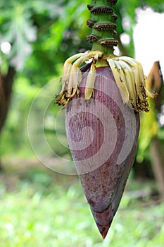 Banana blossom