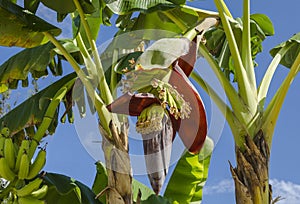 Banana blossom