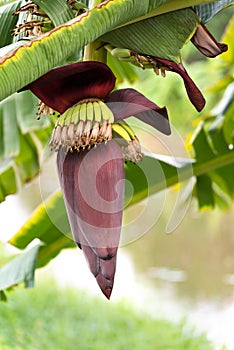 Banana blossom