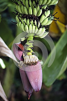 Banana blossom