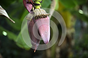 Banana blossom