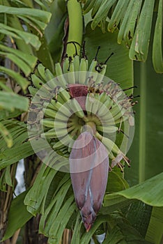 Banana blossom