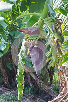 Banana blossom