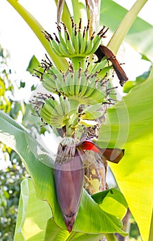 Banana Blossom On Banana Tree.