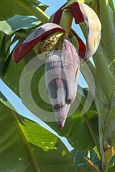 Banana blossom on banana tree