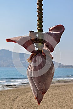 Banana blossom and bananas bunch on the tree against a sea background.