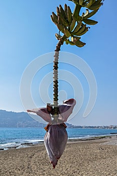 Banana blossom and bananas bunch on the tree against a sea background.